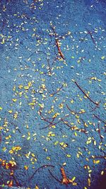 Fallen leaves on road