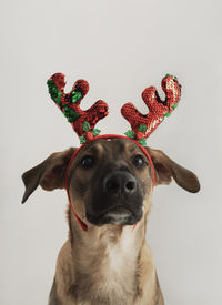 Close-up portrait of dog with reindeer's headband  against white background