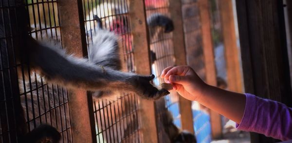 Close-up of kid giving peanut to monkey in cage at zoo