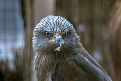 Close-up portrait of owl