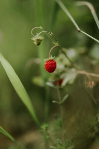 Close-up of red berries growing on plant