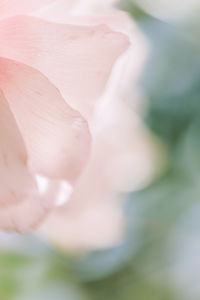 Close-up of flower