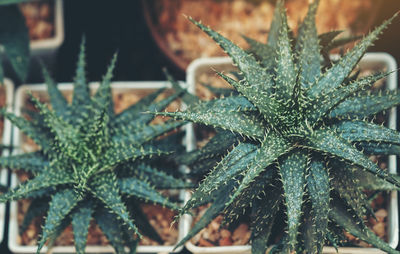 Close-up of succulent plant