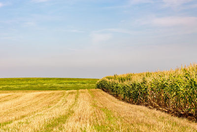 Scenic view of agricultural field against sky