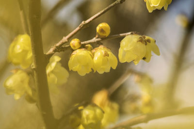 Close-up of yellow fruits on tree