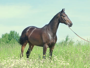 Horse standing on land against sky