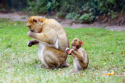 Monkeys sitting on field