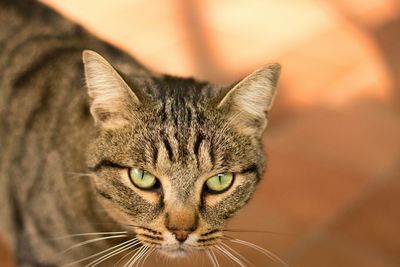 Close-up portrait of a cat