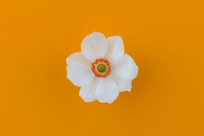 Close-up of white flower against orange background