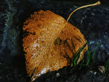 Close-up of turtle in water