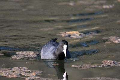 Coot swimming in lake