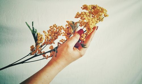 Close-up of hand holding flowers