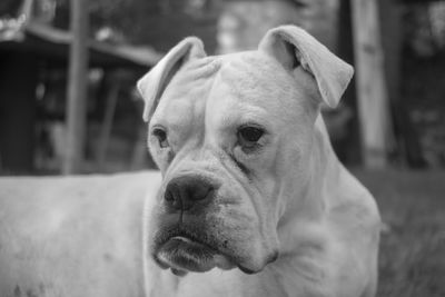 Close-up portrait of dog