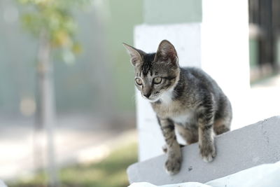 Portrait of a cat looking away