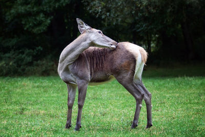 Side view of a deer on grass