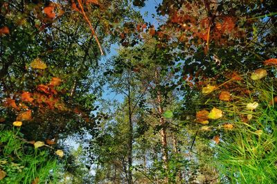 Low angle view of trees against the sky