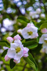 Close-up of flowers blooming outdoors