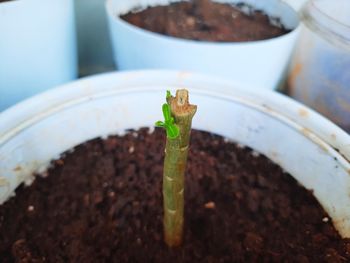 Close-up of potted plant