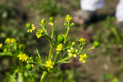 Close-up of flowering plant