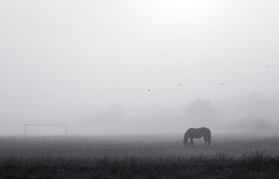 Horse standing on field against sky during foggy weather