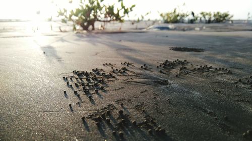 Close-up of crab on sand