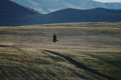 Eagle flying over landscape against mountains