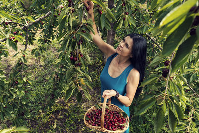 Smiling woman holding basket while harvesting cherries on trees