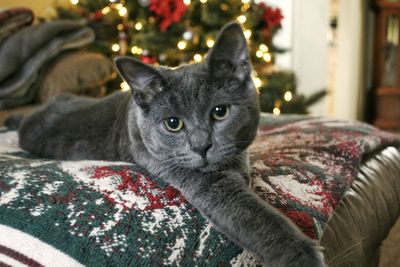 Close-up portrait of cat relaxing on sofa at home