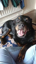 Close-up portrait of dog sitting at home