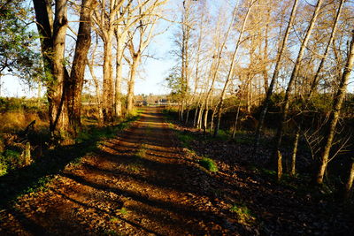 Footpath passing through forest