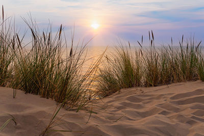 Plants growing on sand at beach against sky during sunset