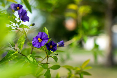 Close-up of purple flowering plant