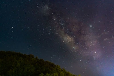Low angle view of trees against sky at night