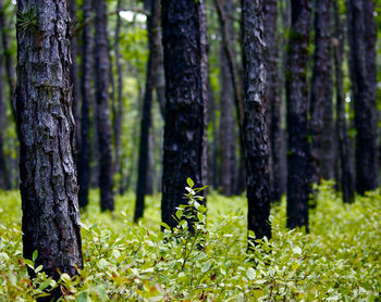 Trees in forest