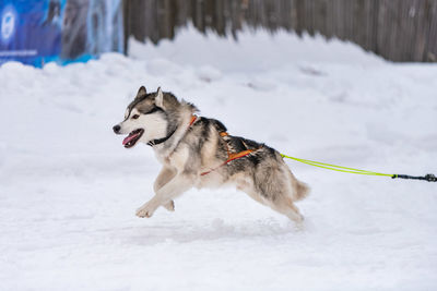 Dog on snow covered land