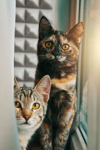 Close-up portrait of a cat