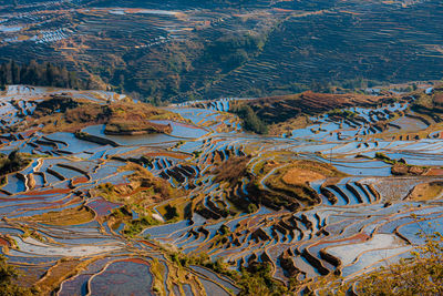 High angle view of trees in a field