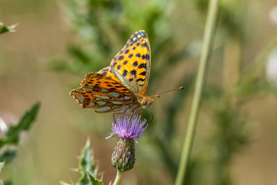 Butterfly on flower