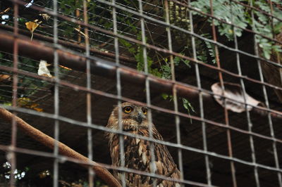 Close-up of bird in cage