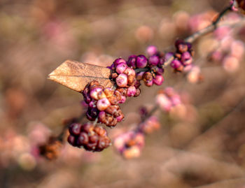 Close-up of pink flowering plant