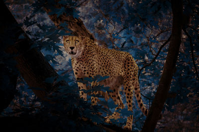 Close-up of cheetah on tree