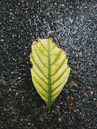 Close-up of autumn leaf