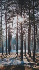 Pine trees in forest during winter