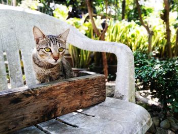 Portrait of a cat sitting on wood