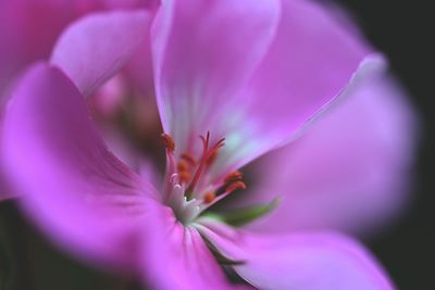 Side view of a pink geranium