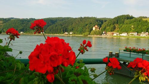 Red flowers blooming by lake against sky