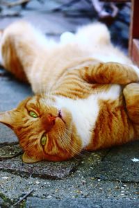 Portrait of cat lying on street