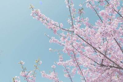 Low angle view of purple flowers on tree