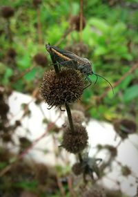 Close-up of insect perching on plant