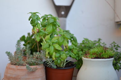 Close-up of potted plants against white wall